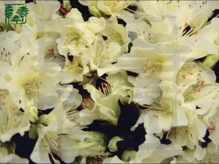 Rhododendron 'Princess Anne' dwerg GEEL 20-25 cm cont. 2,0L