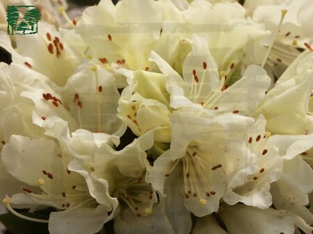Rhododendron 'Patty Bee' gele dwergsoort 25-30 cm cont. 2,0L