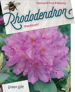 Rhododendron ponticum PAARS 100-120 cm cont. 80L - afbeelding 2