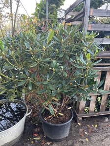 Rhododendron ponticum PAARS 100 cm cont. 15L - afbeelding 1