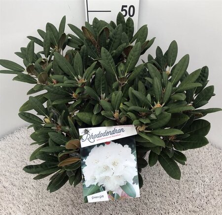 Rhododendron (Y) 'Porzellan' WIT 30-40 cm cont. 10L - afbeelding 1