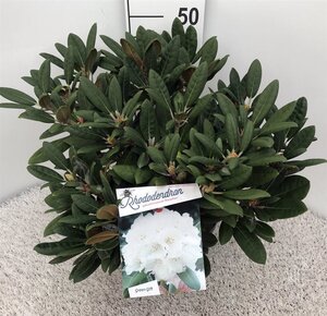 Rhododendron (Y) 'Porzellan' WIT 30-40 cm cont. 10L - afbeelding 1