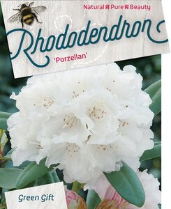 Rhododendron (Y) 'Porzellan' WIT 30-40 cm cont. 10L - afbeelding 2