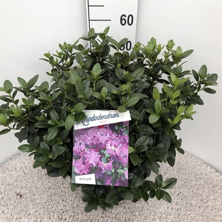 Rhododendron 'Praecox' dwerg BLAUW 40-50 cm cont. 10L - afbeelding 2