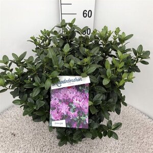 Rhododendron 'Praecox' dwerg BLAUW 40-50 cm cont. 10L - afbeelding 2