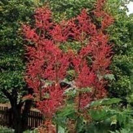Rheum palmatum tanguticum geen maat specificatie 0,55L/P9cm - afbeelding 1
