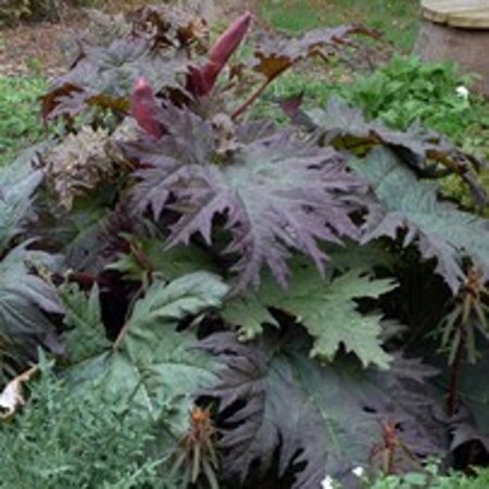 Rheum palmatum tanguticum geen maat specificatie 0,55L/P9cm - afbeelding 2