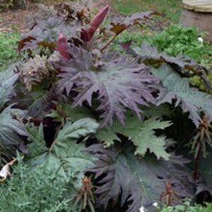 Rheum palmatum tanguticum geen maat specificatie 0,55L/P9cm - afbeelding 2