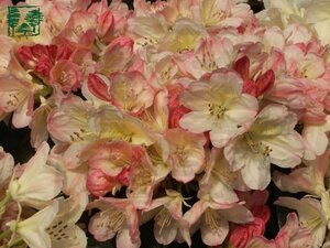 Rhododendron (Y) 'Percy Wiseman' ROZE 25-30 cm cont. 2,0L