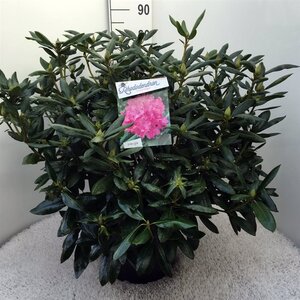 Rhododendron 'Roseum Elegans' PAARS 50-60 cm cont. 20L