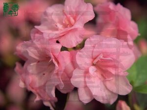 Rhododendron (AJ) 'Rosebud' ROZE 70-80 cm met kluit