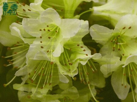 Rhododendron 'Shamrock' dwerg GEEL 20-30 cm cont. 3,0L