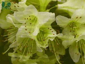 Rhododendron 'Shamrock' dwerg GEEL 30-40 cm cont. 2,0L