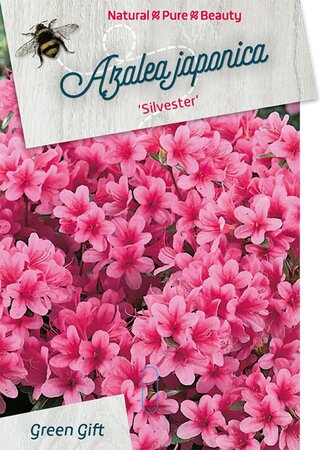 Rhododendron (AJ) 'Silvester' 40-50 cm cont. 10L - afbeelding 1