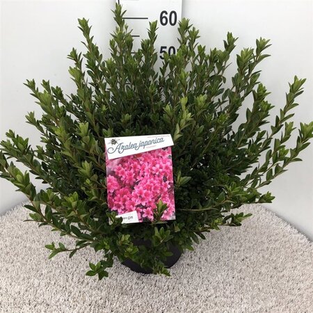 Rhododendron (AJ) 'Silvester' 40-50 cm cont. 10L - afbeelding 2