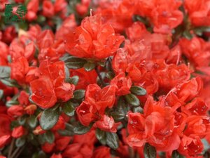 Rhododendron (AJ) 'Stewartstonian' ROOD 30-40 cm cont. 3,0L