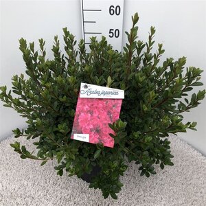 Rhododendron (AJ) 'Thierry' ROOD 40-50 cm cont. 10L