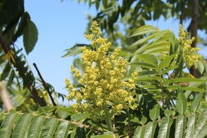 Rhus typhina 175-200 cm met kluit - afbeelding 5