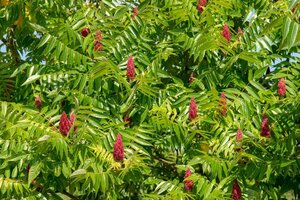 Rhus typhina 175-200 cm met kluit - afbeelding 4