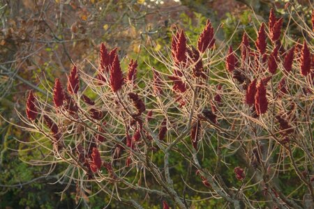 Rhus typhina 175-200 cm met kluit - afbeelding 3