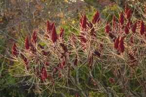 Rhus typhina 175-200 cm met kluit - afbeelding 3