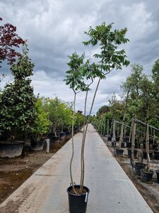 Rhus typhina 250-300 cm cont. 35L meerstammig