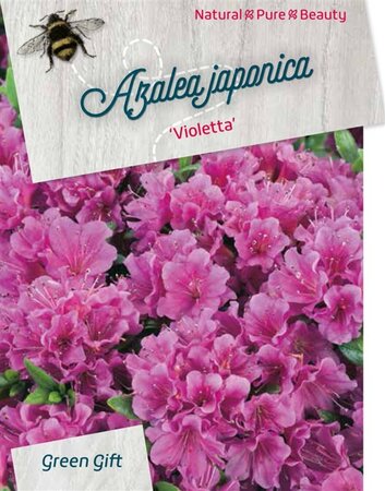 Rhododendron (AJ) 'Violetta' BLAUW 40-50 cm cont. 10L