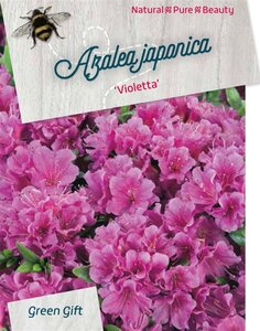Rhododendron (AJ) 'Violetta' BLAUW 40-50 cm cont. 10L