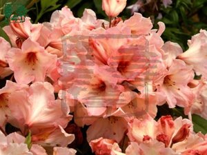 Rhododendron 'Virginia Richards' ORANJEROZE 60-80 cm cont. 15L