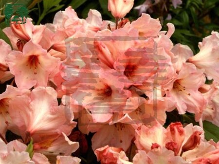 Rhododendron 'Virginia Richards' ORANJEROZE 70-80 cm cont. 15L