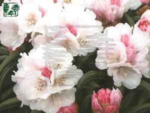 Rhododendron yakushimanum WIT /ROZE 30-40 cm cont. 4,0L