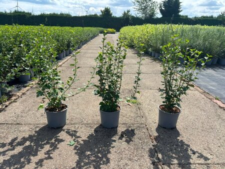 Ribes alpinum 40-60 cm cont. 2,0L