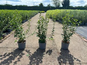 Ribes alpinum 60-80 cm cont. 2,0L