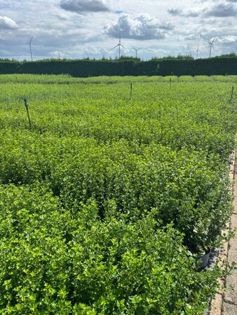 Ribes alpinum 60-80 cm cont. 2,0L - afbeelding 2