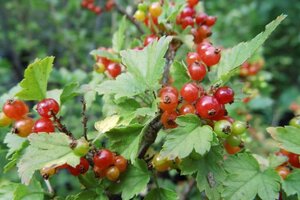 Ribes alpinum 'Schmidt' 40-60 cm wortelgoed struik