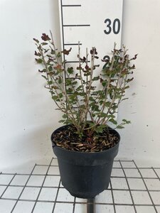 Ribes alpinum 'Schmidt' geen maat specificatie cont. 3,0L