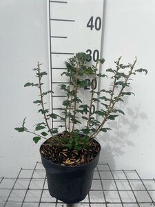 Ribes alpinum 'Schmidt' geen maat specificatie cont. 3,0L