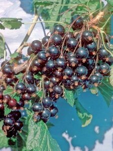 Ribes nigr. 'Ben Lomond' geen maat specificatie wortelgoed 3-5 tak struik