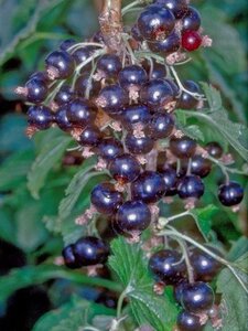 Ribes nigr. 'Ben More' geen maat specificatie wortelgoed 3-5 tak struik