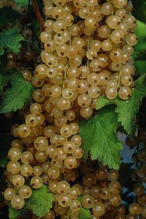 Ribes rub. 'Blanka' WIT geen maat specificatie wortelgoed 5-8 tak struik