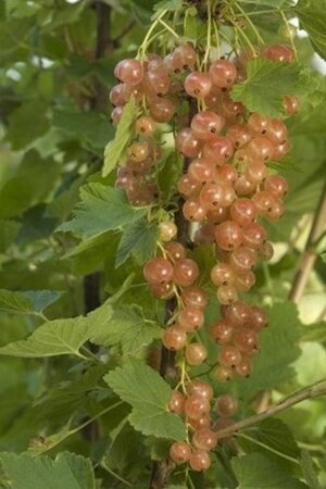 Ribes rub. 'Gloire des Sablons' (ROZE) geen maat specificatie wortelgoed 5-8 tak struik - afbeelding 1