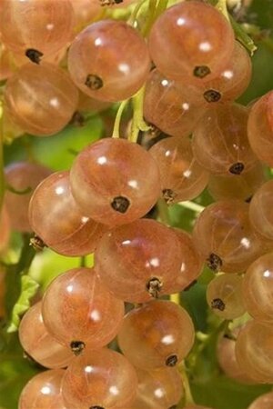 Ribes rub. 'Gloire des Sablons' (ROZE) geen maat specificatie wortelgoed 5-8 tak struik - afbeelding 3