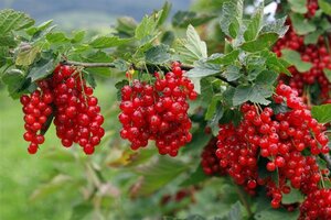 Ribes r. 'Jonkheer van Tets' ROOD geen maat specificatie wortelgoed 5-8 tak struik