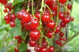 Ribes r. 'Jonkheer van Tets' ROOD geen maat specificatie wortelgoed 5-8 tak struik - afbeelding 2