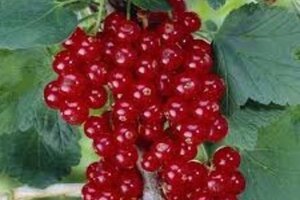 Ribes r. 'Rovada' (ROOD) 60-100 cm cont. 3,0L 3-5 tak - afbeelding 2
