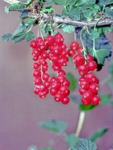 Ribes r. 'Stanza' ROOD geen maat specificatie wortelgoed 5-8 tak struik