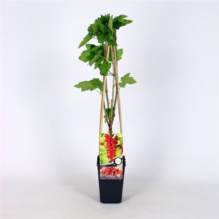 Ribes rubrum ROOD 70 cm vierkant 2L