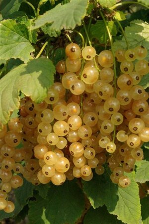 Ribes rub. 'Witte Hollander' WIT geen maat specificatie wortelgoed 5-8 tak struik - afbeelding 1