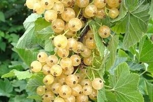 Ribes rub. 'Witte Parel' geen maat specificatie wortelgoed 3-5 tak struik - afbeelding 2