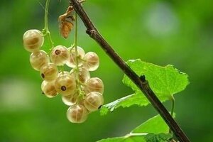 Ribes rub. 'Witte Parel' geen maat specificatie wortelgoed 5-8 tak struik